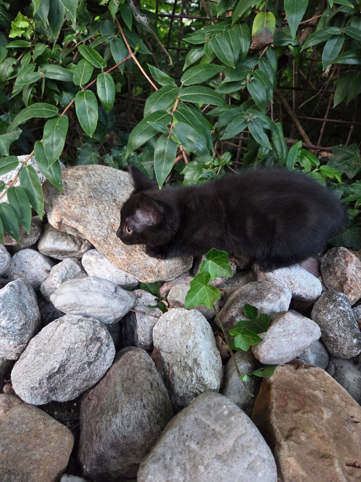 Britse langhaar kruising Europese korthaar kittens., Dieren en Toebehoren, Meerdere dieren, Gechipt