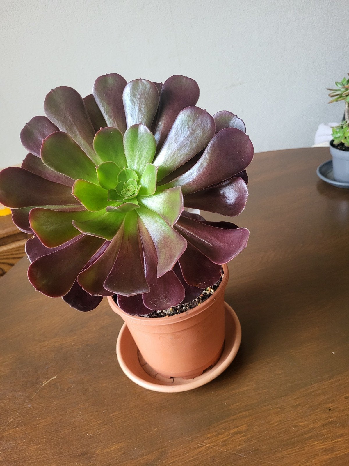 Aeonium velours, Huis en Inrichting, Ophalen, Volle zon, Minder dan 100 cm