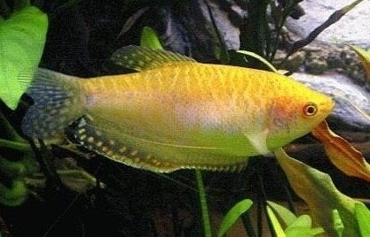 goud gourami €3,95, Dieren en Toebehoren, Vissen | Aquariumvissen, Vis, Zoetwatervis