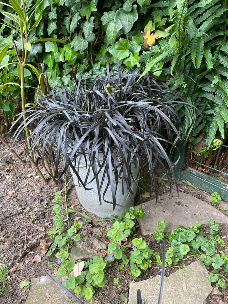 Ophiopogon planiscapus 'Niger (Slangenbaard), Tuin en Terras, Planten | Tuinplanten, Ophalen of Verzenden