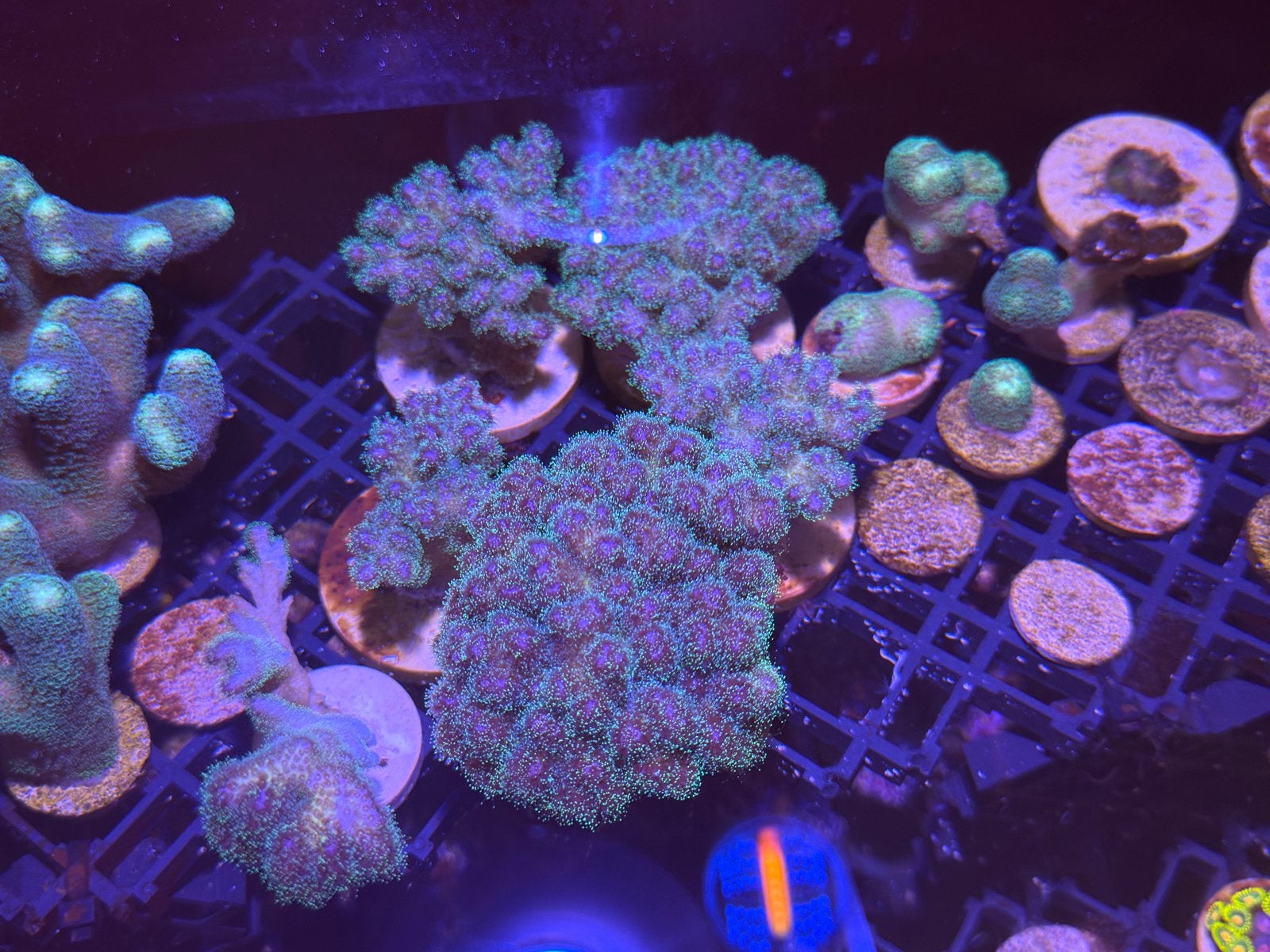 Pocillopora Stekken Te Koop, Overige typen, Zoutwatervis