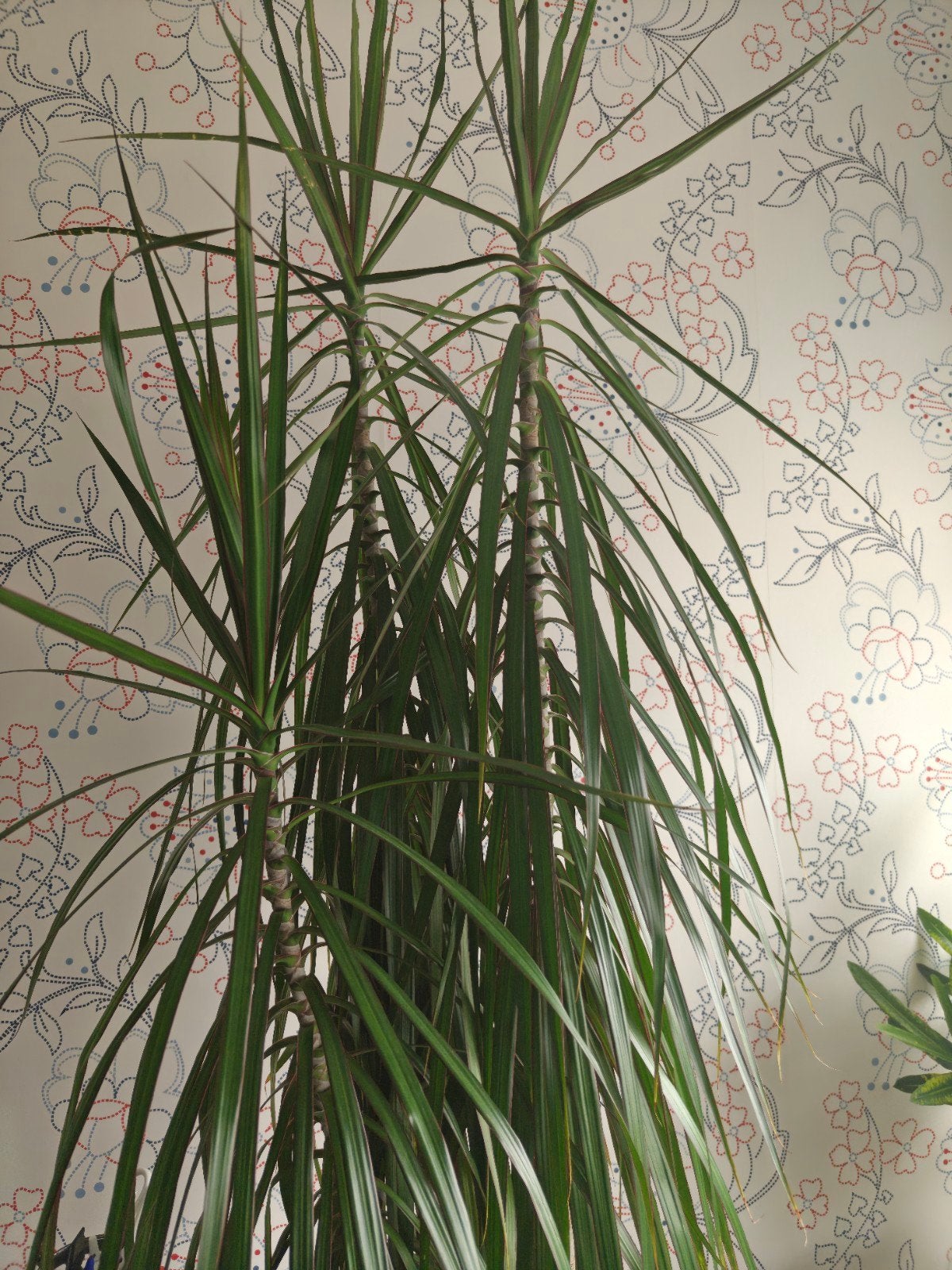 Grote Dracaena 160 cm, Ophalen, Overige soorten, Halfschaduw, In pot