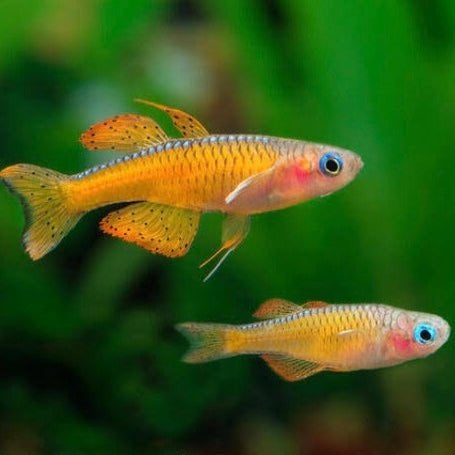 Rode neon blauwoogje (Pseudomugil luminatus), Dieren en Toebehoren, Vis, Zoetwatervis, Schoolvis