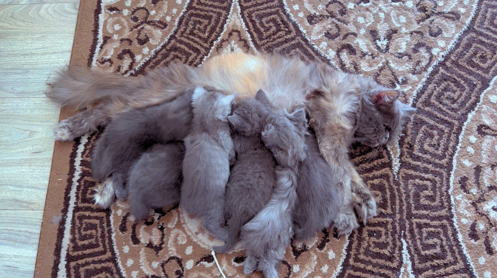 6 prachtige kittens zoeken een liefdevol thuis, Meerdere dieren, 0 tot 2 jaar