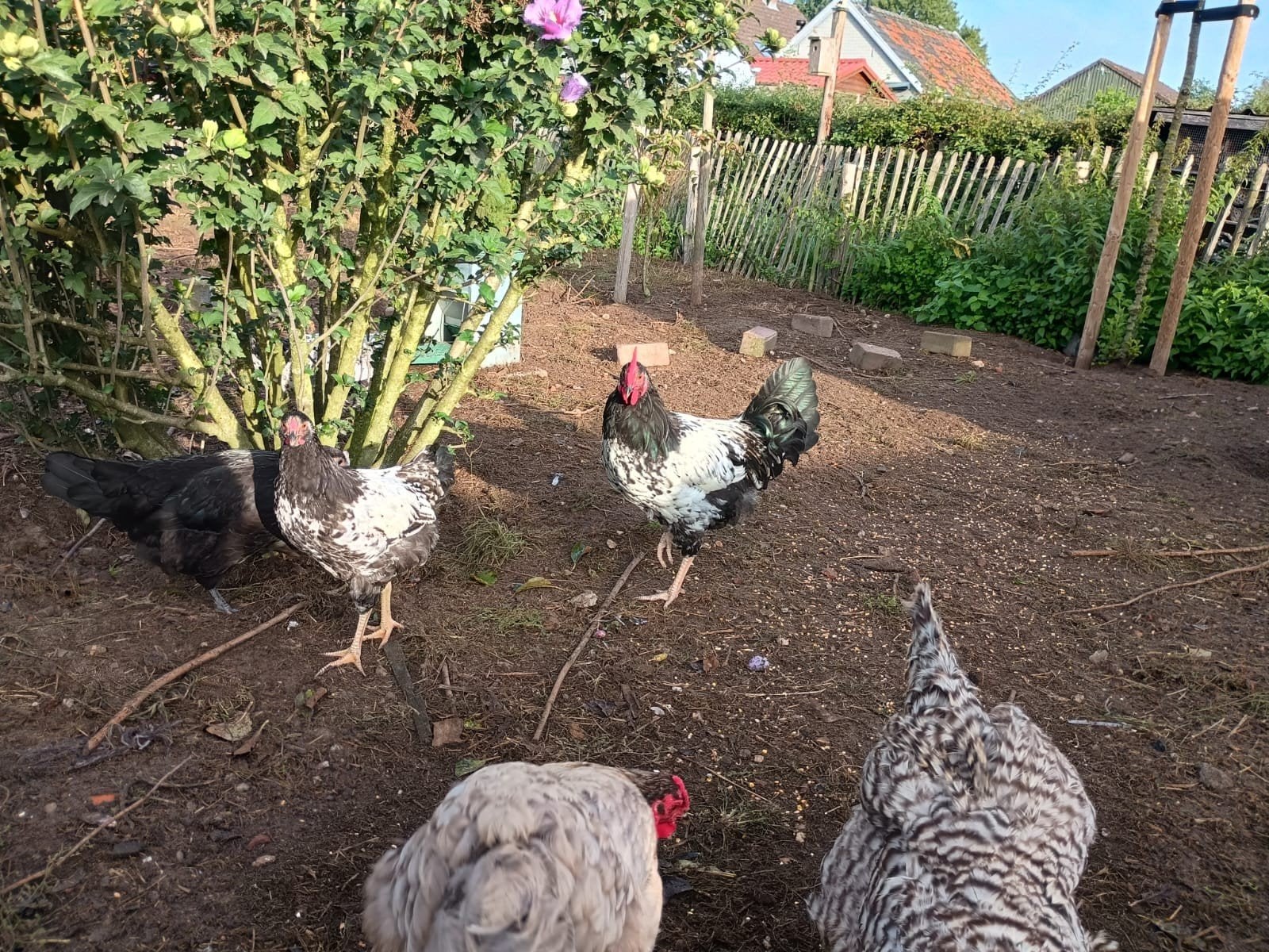 gratis hanen, Mannelijk, Kip