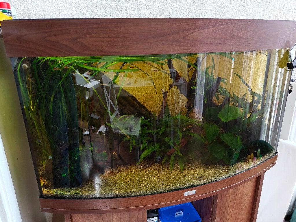 Juwel vision 180 liter aquarium, Dieren en Toebehoren, Ophalen, Gebruikt, Gevuld zoetwateraquarium, Inclusief vissen
