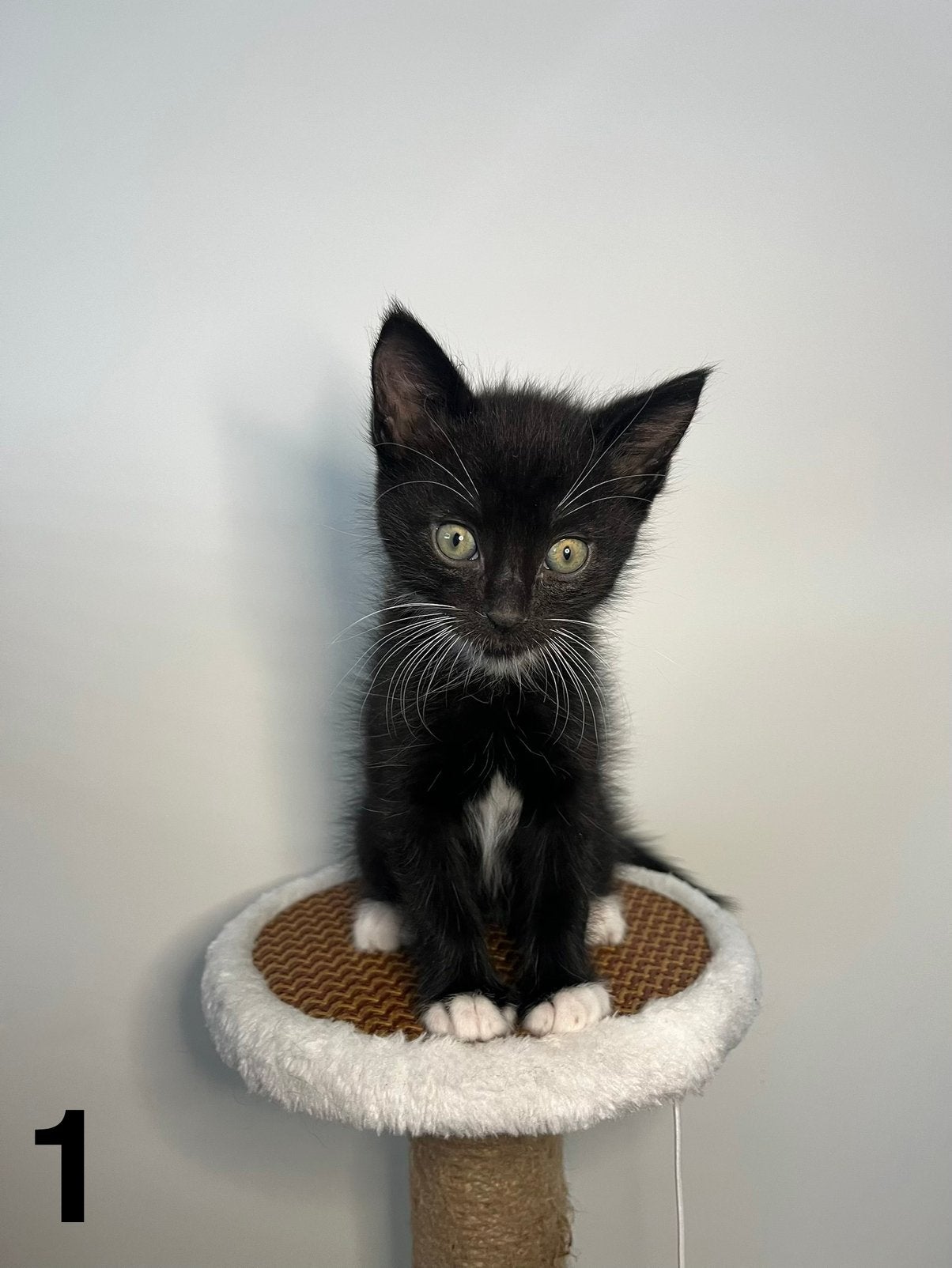 Kittens zoeken nieuw thuis | 4 katertjes, Kater, 0 tot 2 jaar