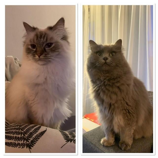 Gouden mandje gezocht voor het liefste Ragdoll koppeltje, Dieren en Toebehoren, Katten en Kittens | Raskatten | Langhaar, Meerdere dieren