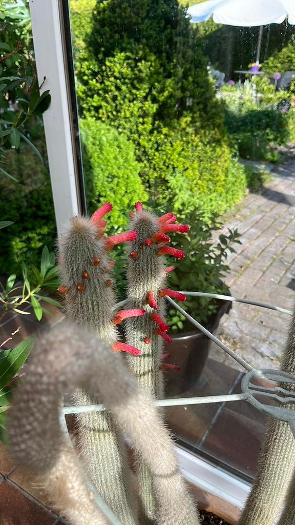 Cleistocactus, Huis en Inrichting, Kamerplanten, Ophalen, 100 tot 150 cm, Volle zon, In pot