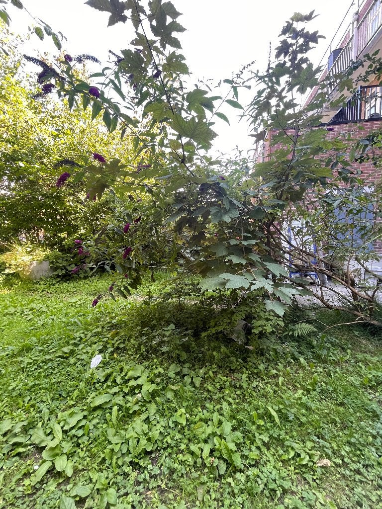 Gratis af te halen – volwassen tuinplanten, Ophalen, Vaste plant, Overige soorten, Halfschaduw