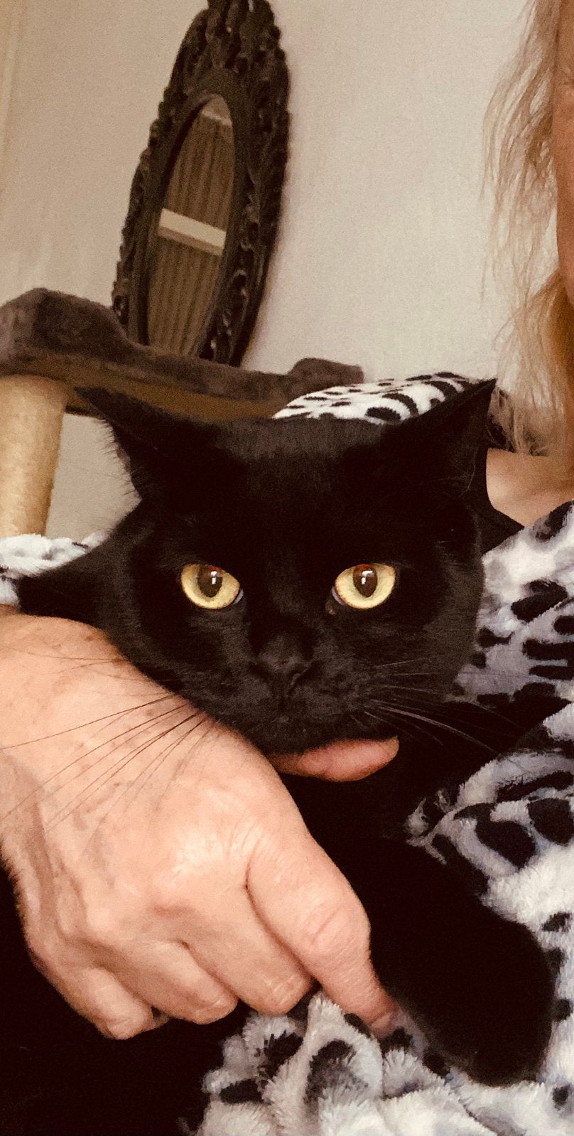 Britse korthaar (kruising Eu), Dieren en Toebehoren, Poes
