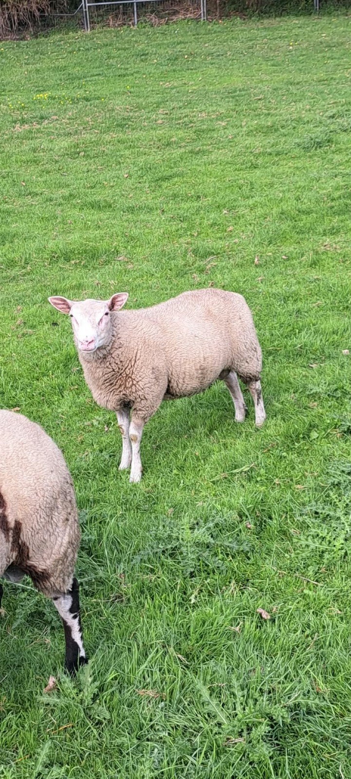 Dekram, Dieren en Toebehoren, Mannelijk, Schaap