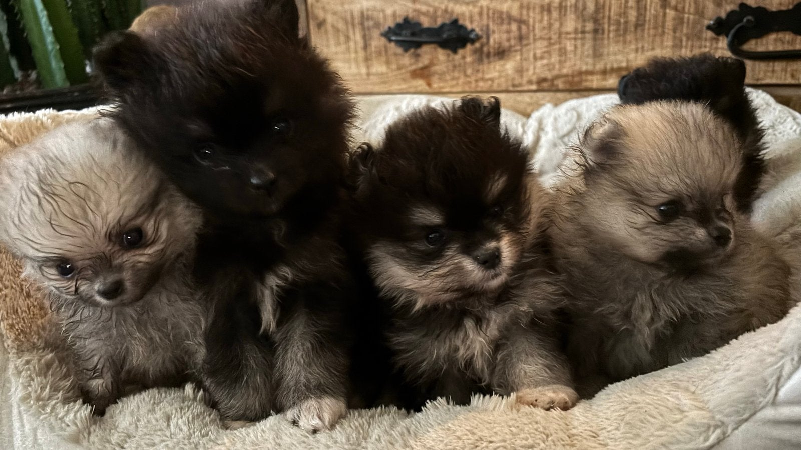 Zeer mooie pomeriaanpups, Dieren en Toebehoren, Overige rassen, 8 tot 15 weken, CDV (hondenziekte), Meerdere