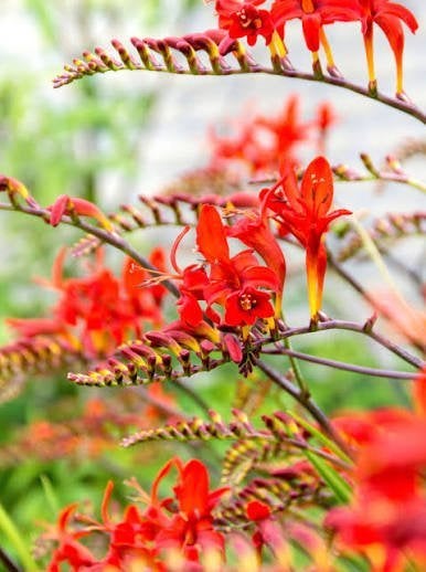 Mooie Crocosmia 'Lucifer' (Montebretia) in pot!, Ophalen, Overige soorten, Volle zon