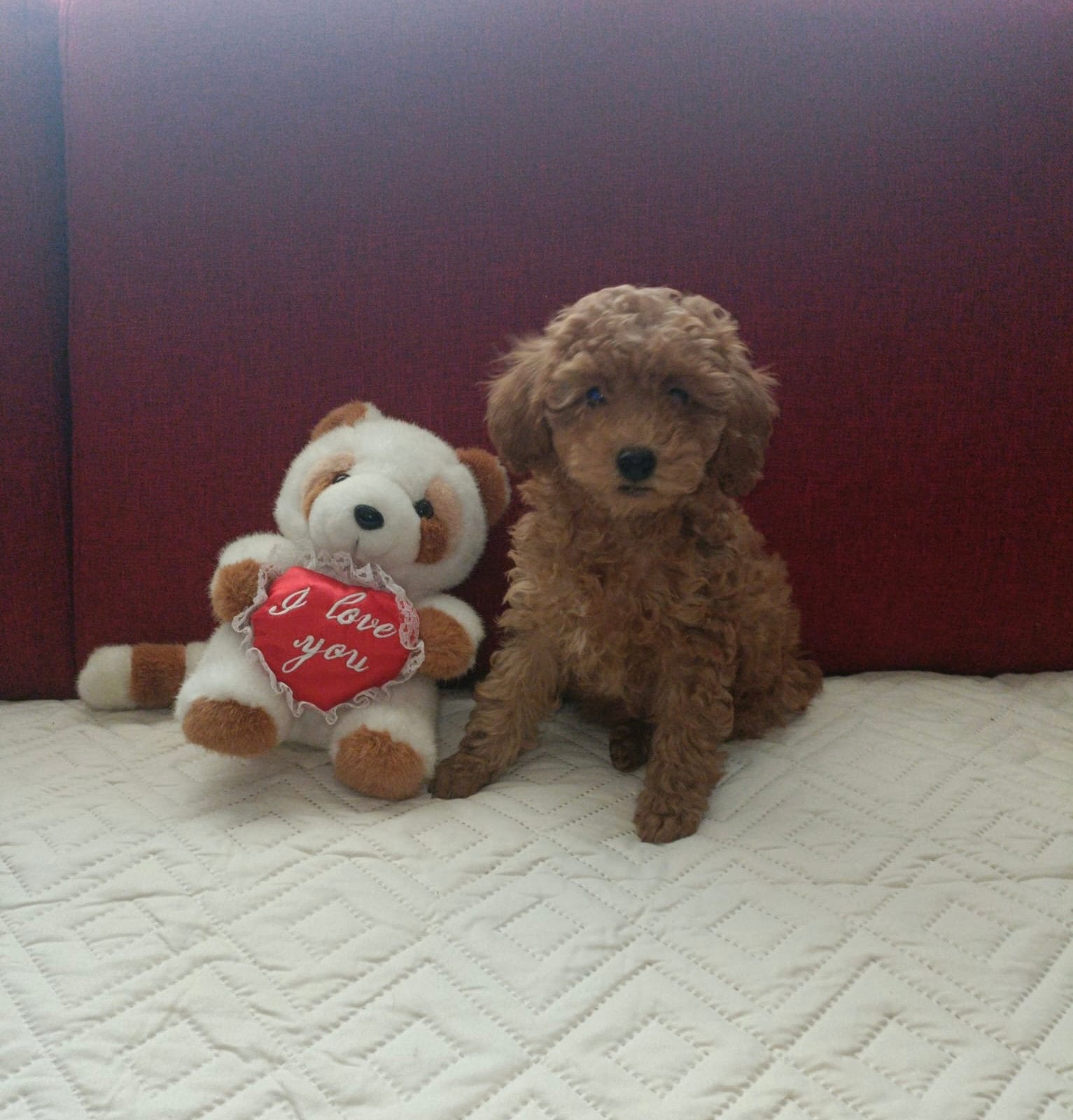 Super lief toy poedel teefje mag verhuizen, Poedel, Parvo, 8 tot 15 weken, Meerdere