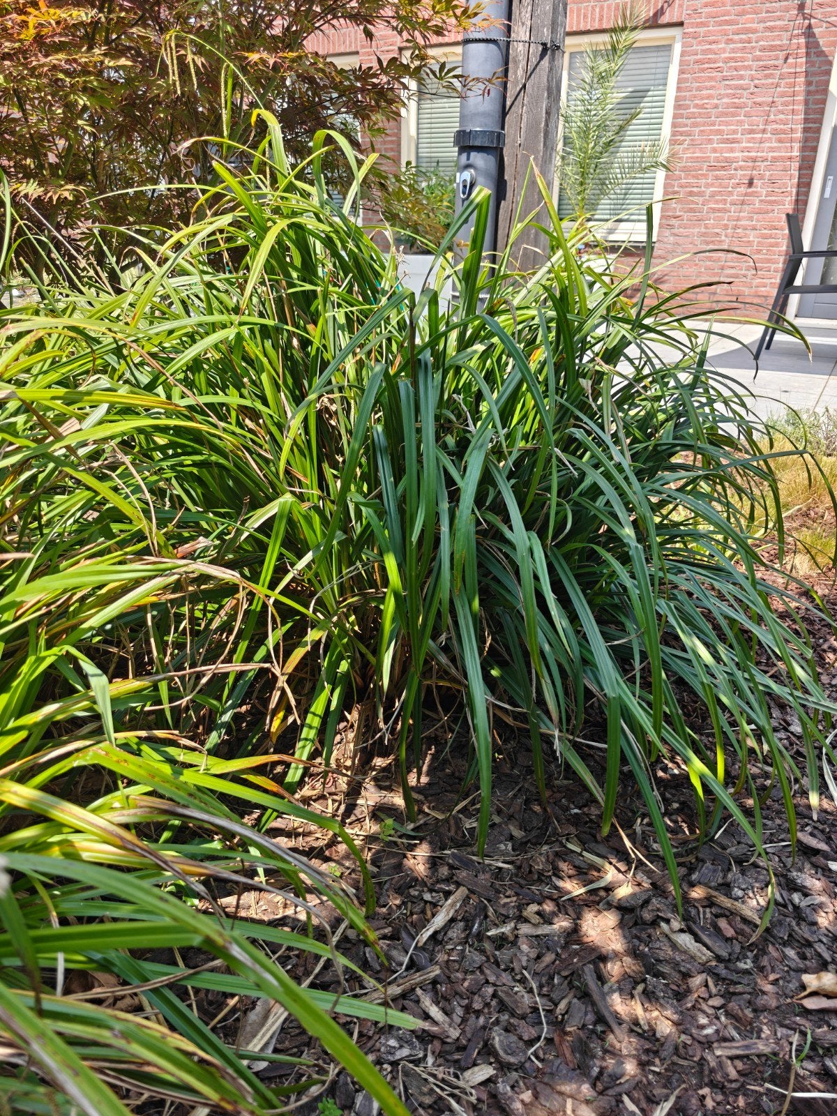 Hangende Zegge gratis af te halen, Ophalen, Vaste plant, Siergrassen, Halfschaduw