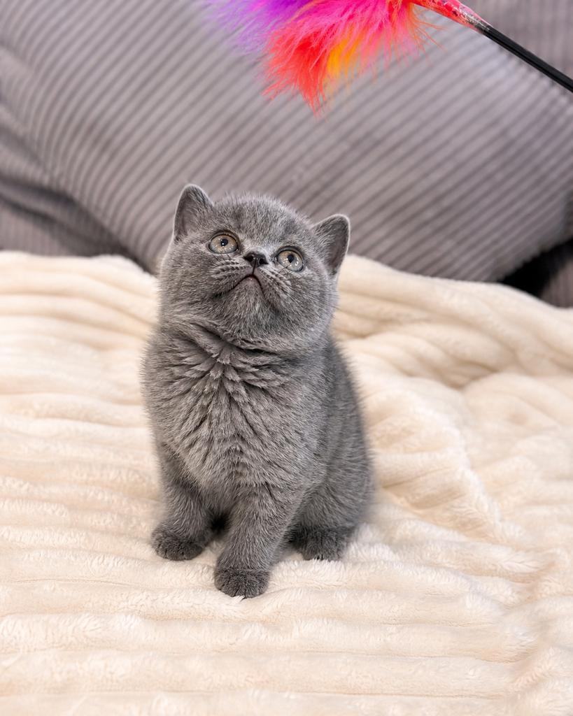 Britse Korthaar kittens uit huiselijke kring, Poes