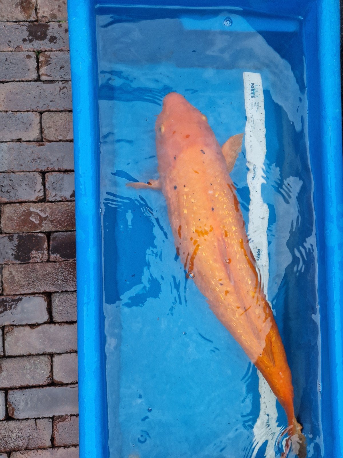 Te koop aangeboden orenji ogon koi met ginrin 70cm, Karper of Koi