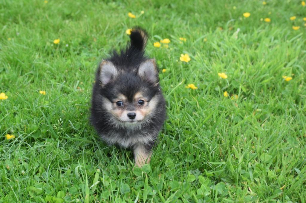 Pomchi pups Chihuahua mix Pomeriaan, 15 weken tot 1 jaar, Buitenland, Parvo, Meerdere