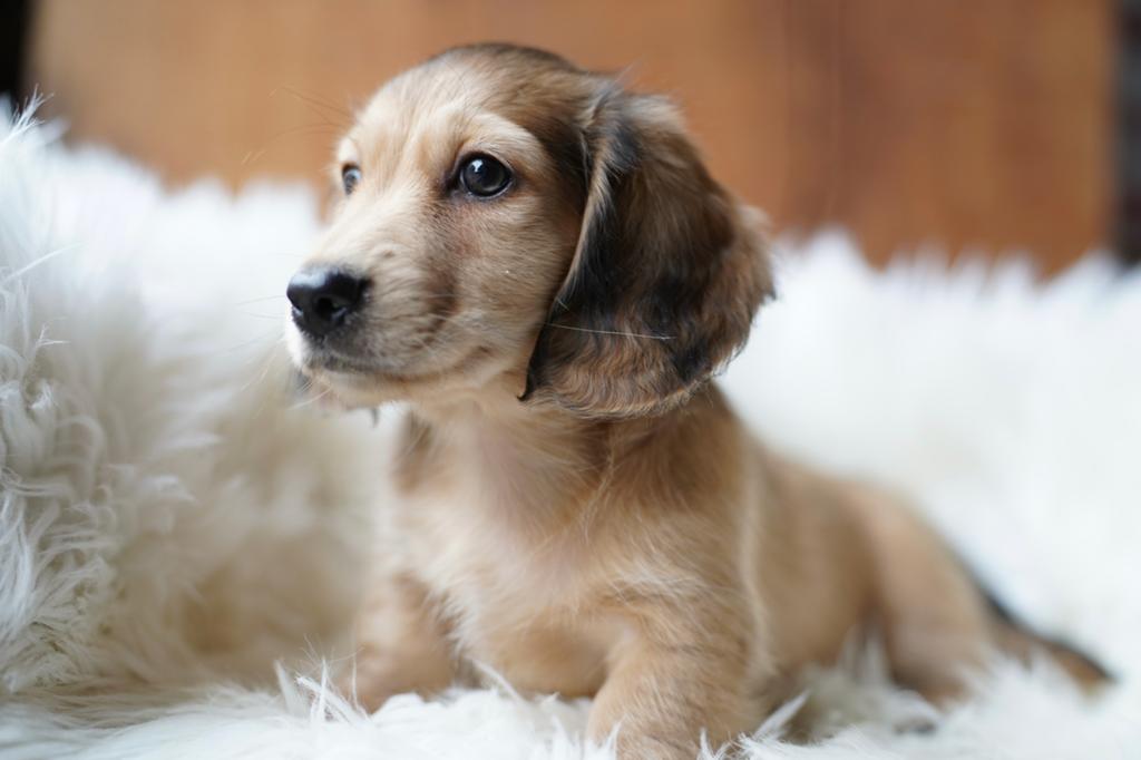 Langharige dwerg teckel pups ( piebald, shaded creme ), Dieren en Toebehoren, Parvo, Nederland, 8 tot 15 weken, Dwerg