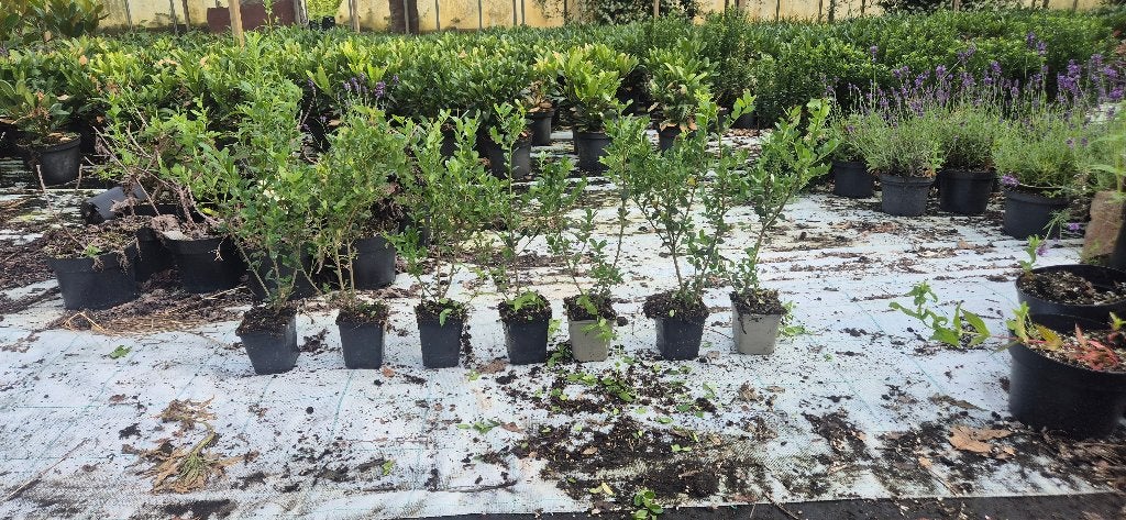 Ilex crenata | Caroline upright, Tuin en Terras, Ophalen, Hulst, Struik, Minder dan 100 cm
