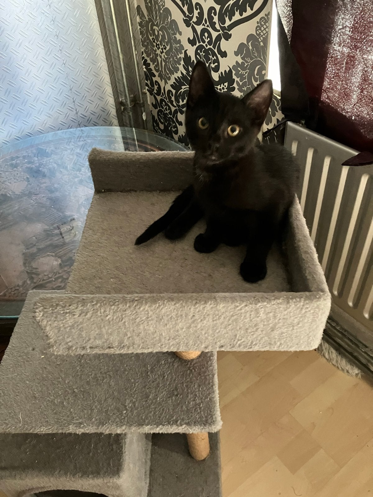 Gratis kittens, Dieren en Toebehoren