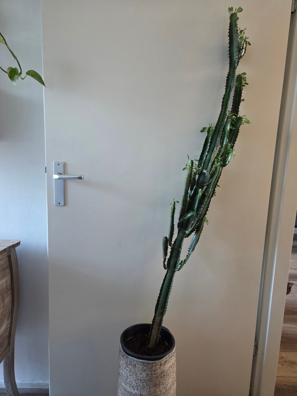 Grote Euphorbia Trigona Cactus - Kamerplant, Tuin en Terras, Volle zon, Vaste plant, Bloeit niet, Ophalen