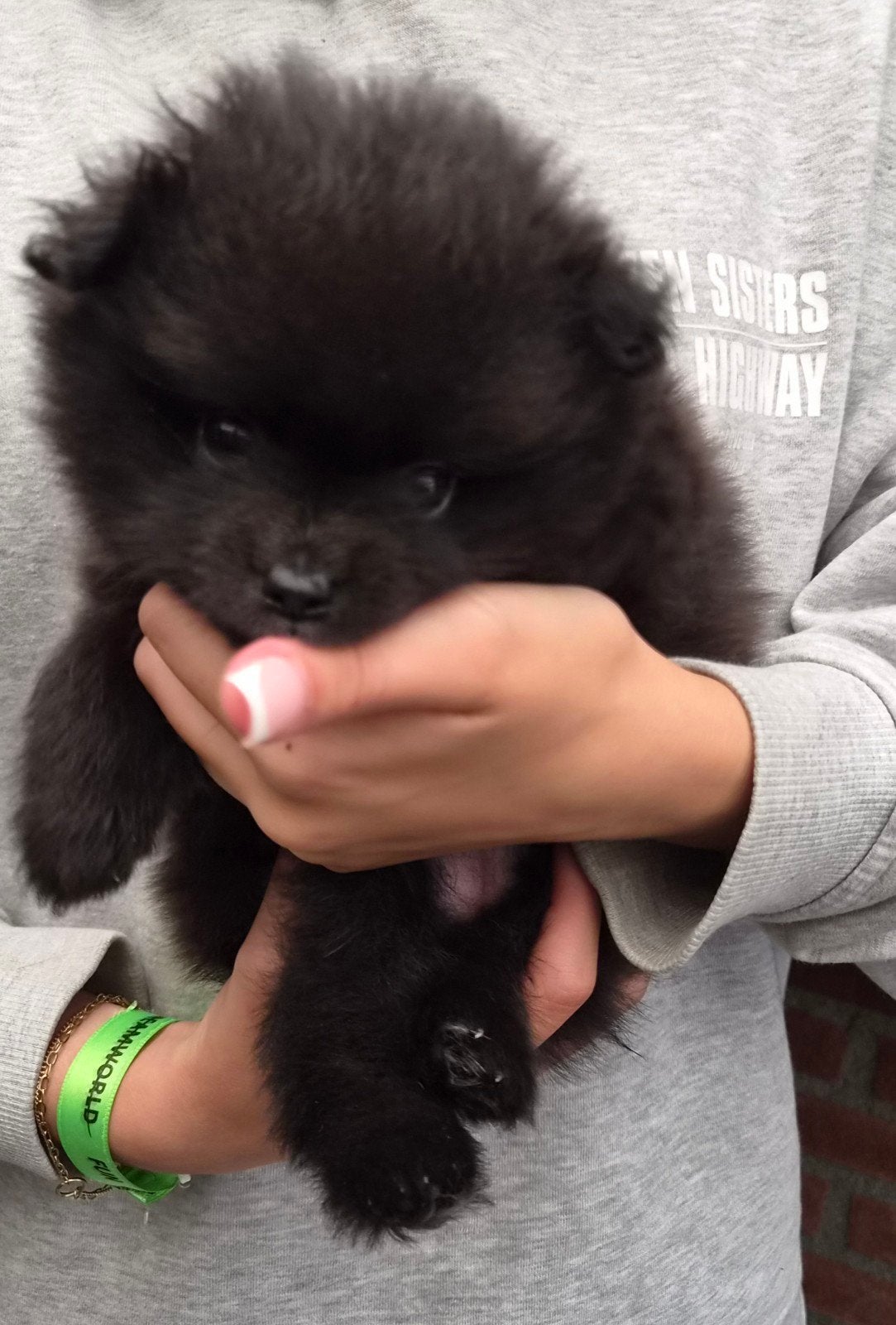 pomeranian(dwergkeesjes), Parvo, Keeshond, 8 tot 15 weken, Teef