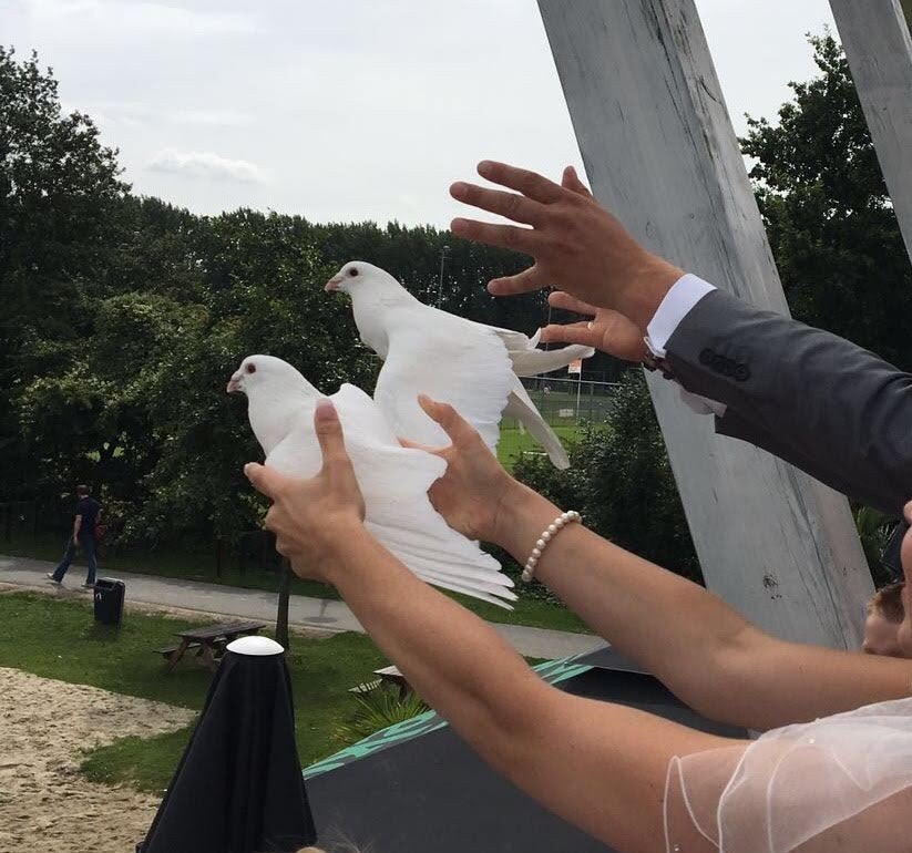 Bruidsduiven, witte duiven, postduiven, Meerdere dieren, Postduif