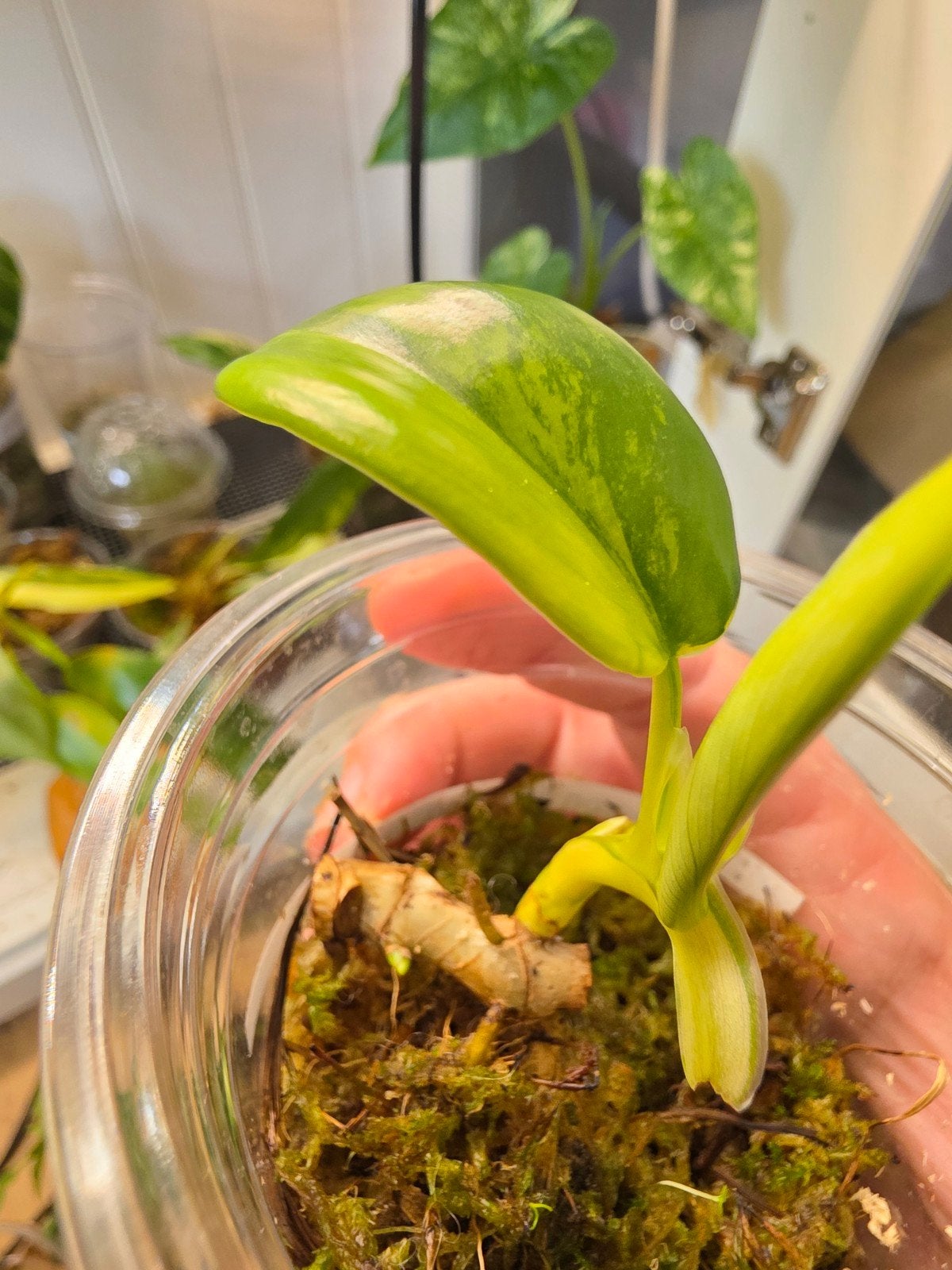 Philodendron florida beauty x mayoi, Ophalen of Verzenden, Halfschaduw, Minder dan 100 cm