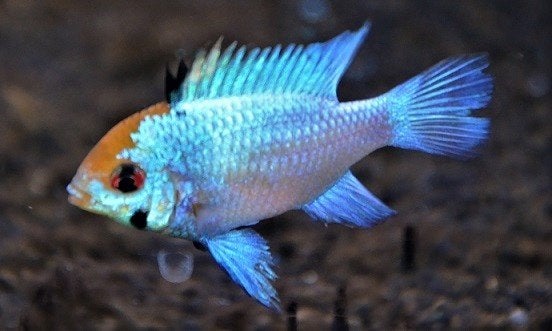 Koppel Mikrogeophagus ramirezi Blue, mooie maat!!!, Vis, Zoetwatervis