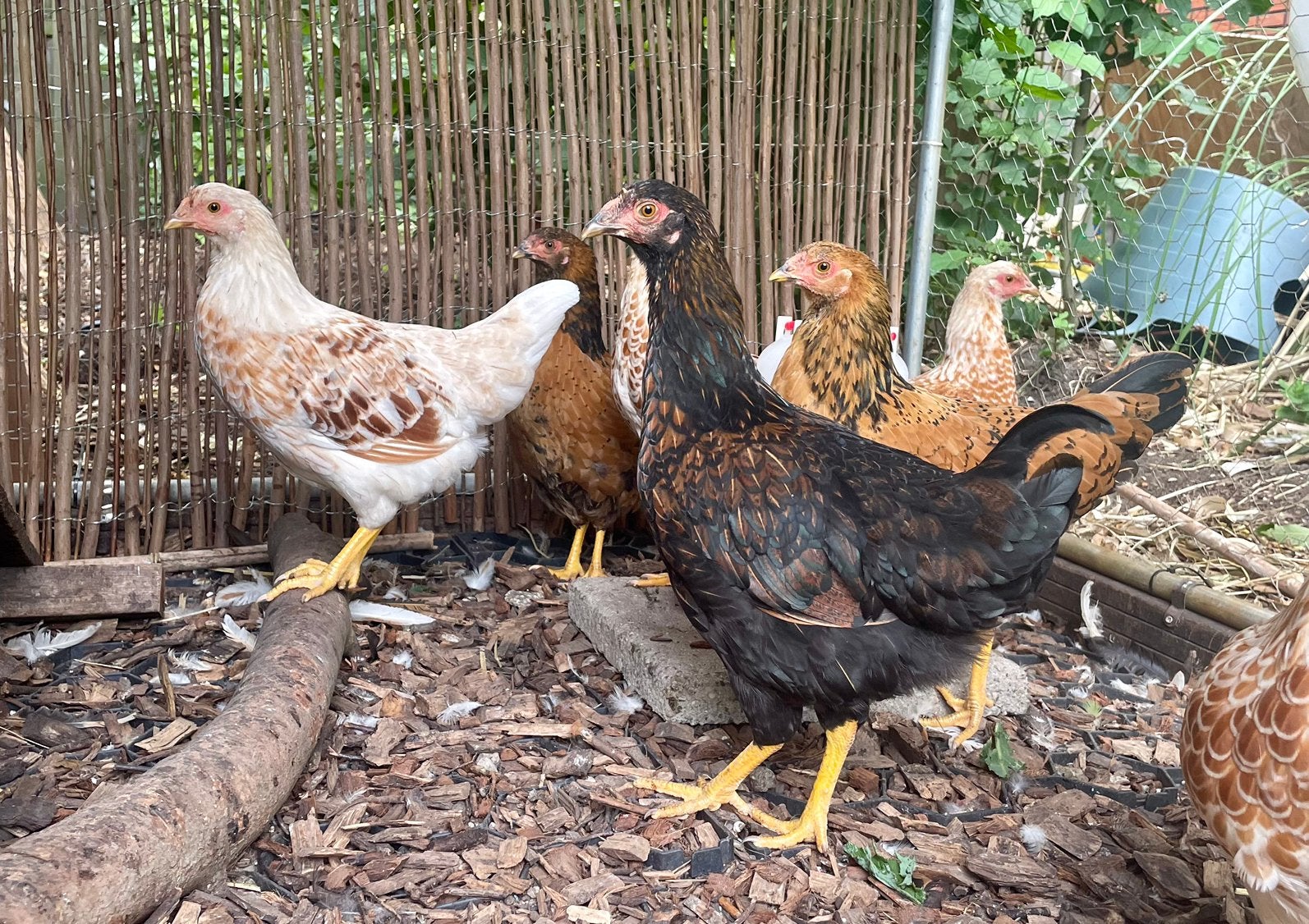 Haantjes Wyandotte, Dieren en Toebehoren, Pluimvee, Mannelijk, Kip