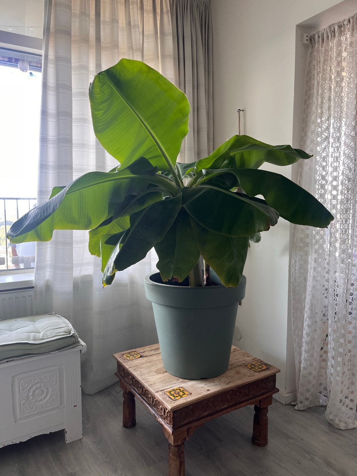 Grote bananenplant in pot, Ophalen, 100 tot 150 cm, Overige soorten, Halfschaduw