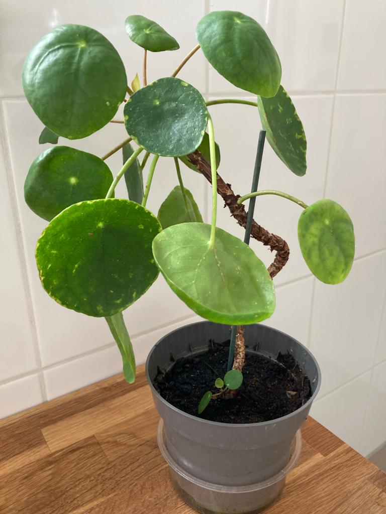 Pannenkoekenplant (Pilea Peperomioides) in pot, Overige soorten, In pot, Minder dan 100 cm, Groene kamerplant