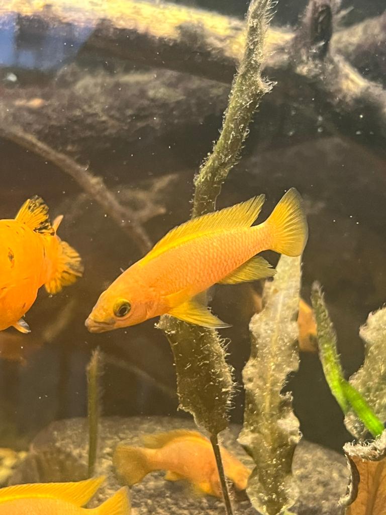 Vissen - Tanganyika Cichliden (Neolamprologus Leleupi), Vis