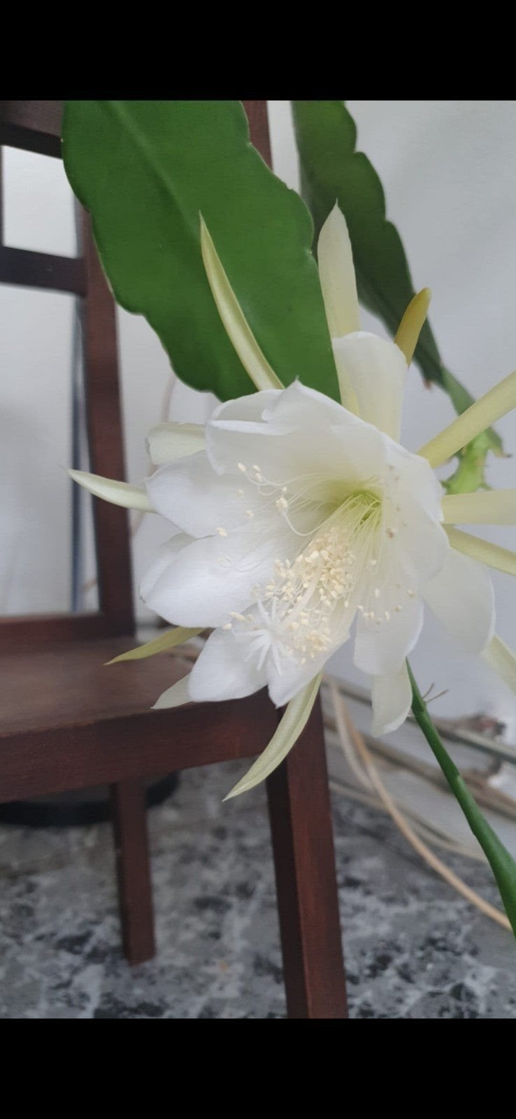 Epiphyllum oxypetalum - Koningin van de Nacht, Overige soorten, Vaste plant, Ophalen of Verzenden, Halfschaduw