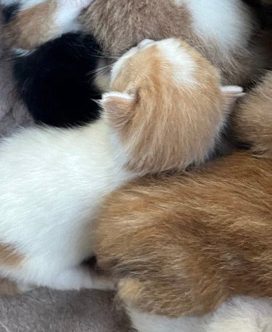 2 kittens over katers
