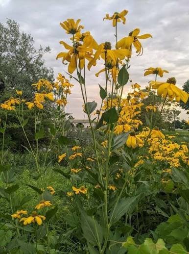 20 Zaden Zonnekroon Silphium perfoliatum Bijenplant, Ophalen, Volle zon