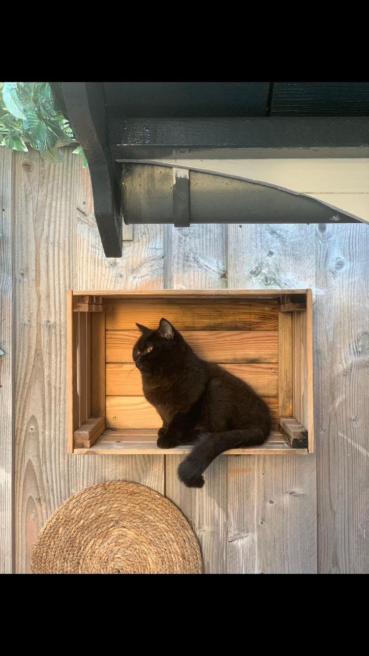 lieve britse korthaar kat zoekt  nieuw huisje, Poes, Met stamboom, 3 tot 5 jaar