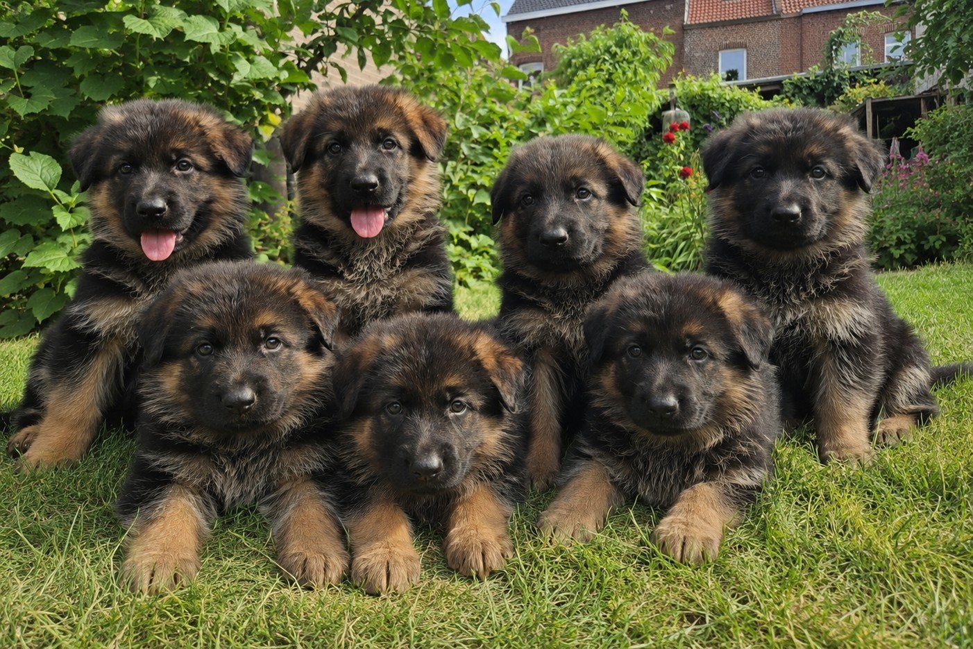 Puppy's Duitse herders, Parvo, België, Standaard, Particulier