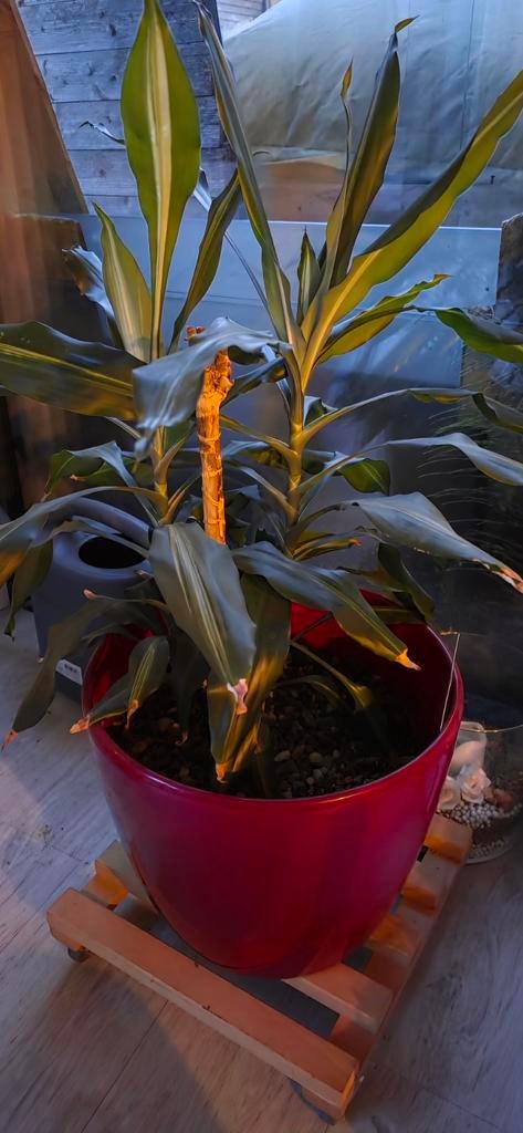 Mooie Yucca Elephantipes (60 cm) in rode Intratuin pot, Ophalen