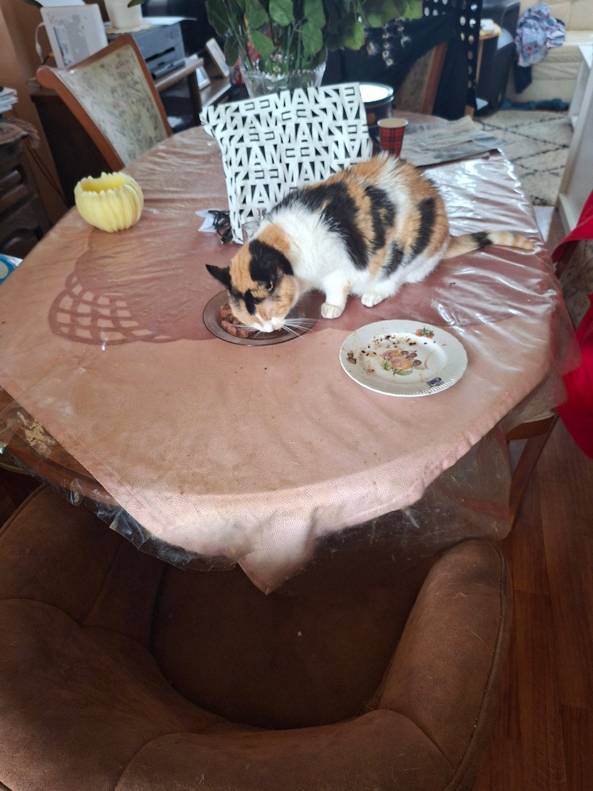 goed huis gezocht voor poes, Poes