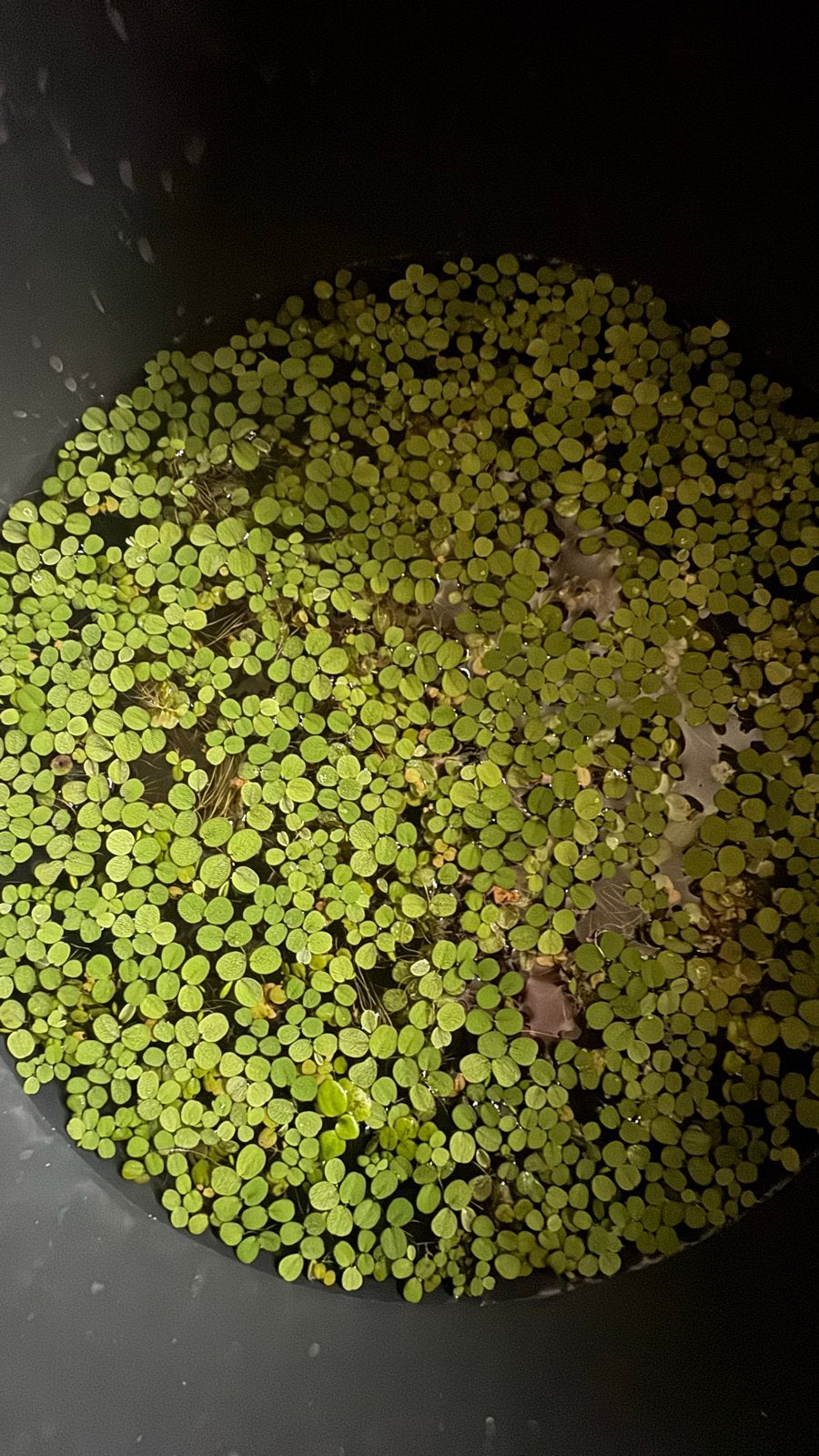 Aquarium drijfplantjes, Ophalen, Nieuw, Leeg aquarium