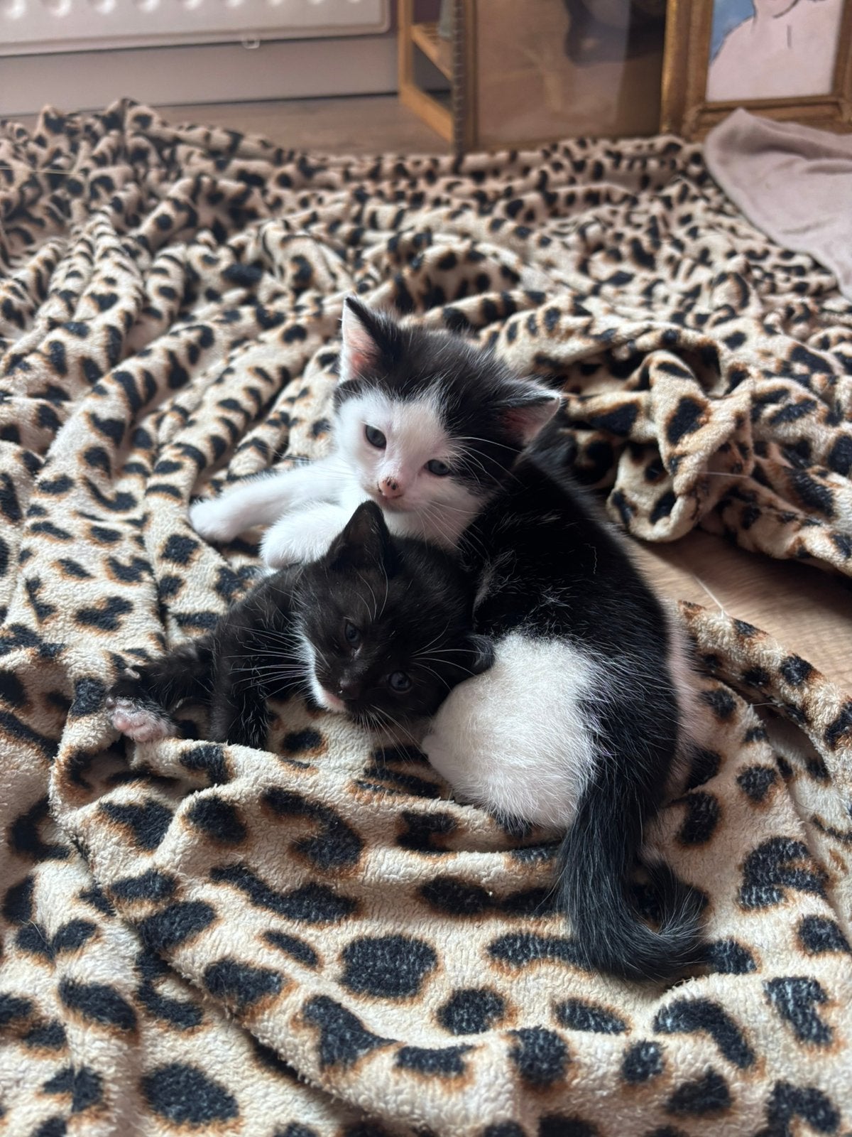 2 Kittens Noorseboskat Kruising britsekorthaar🐱, Dieren en Toebehoren, Katten en Kittens | Overige Katten, Kater, Kortharig, 0 tot 2 jaar