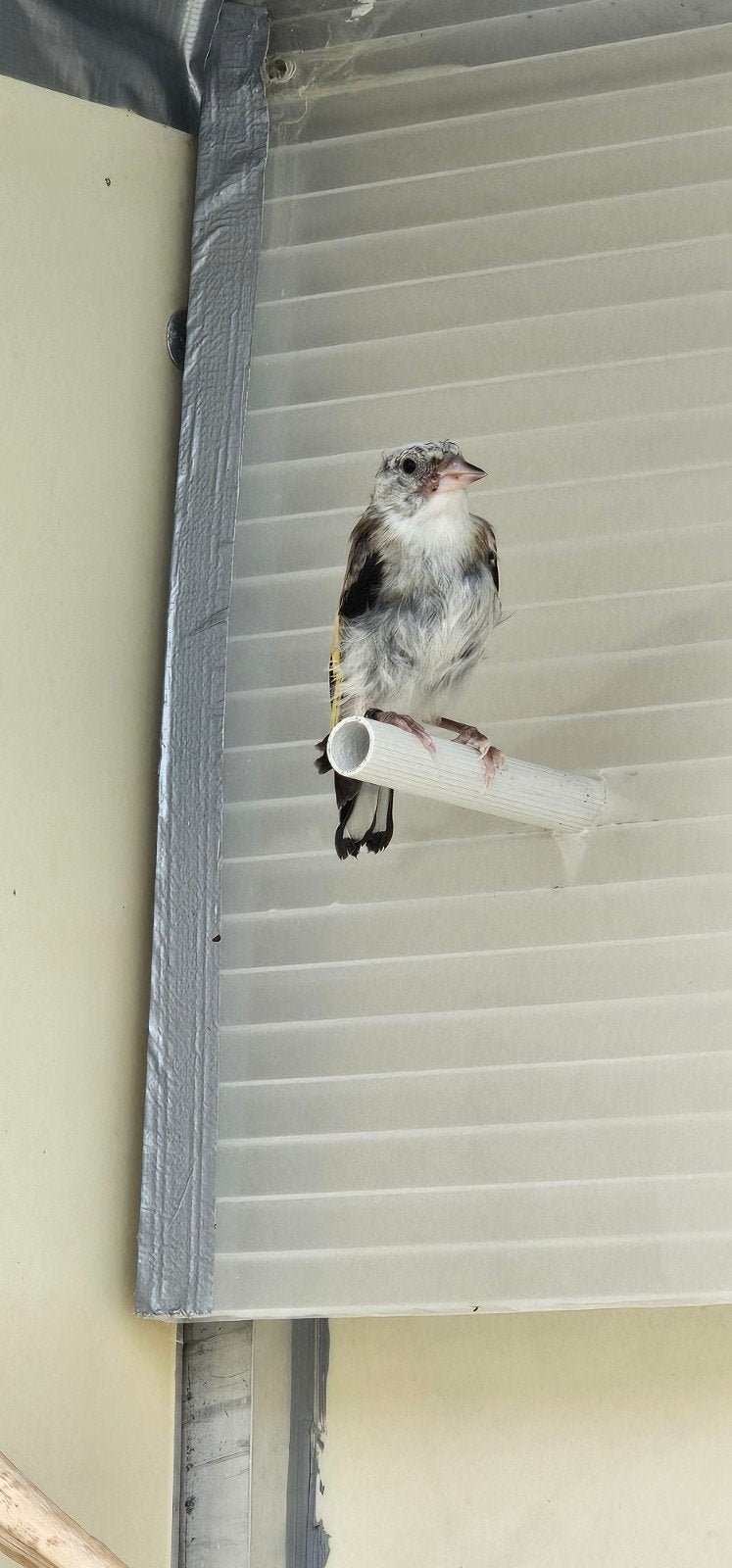 parva mooie Klein putter van 2026, Dieren en Toebehoren, Vogels | Kanaries, Mannelijk, Bastaard