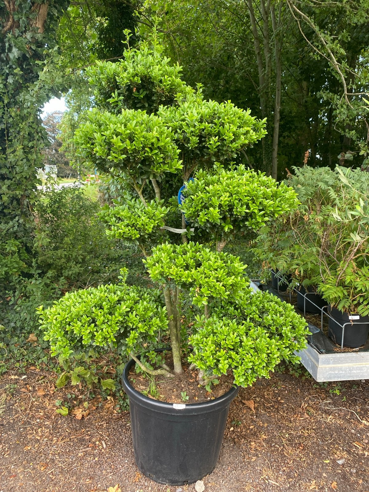 Ilex Bonsai - Nu 20% Korting! Van €425 voor €340, Vaste plant, Bloeit niet, Halfschaduw, Ophalen