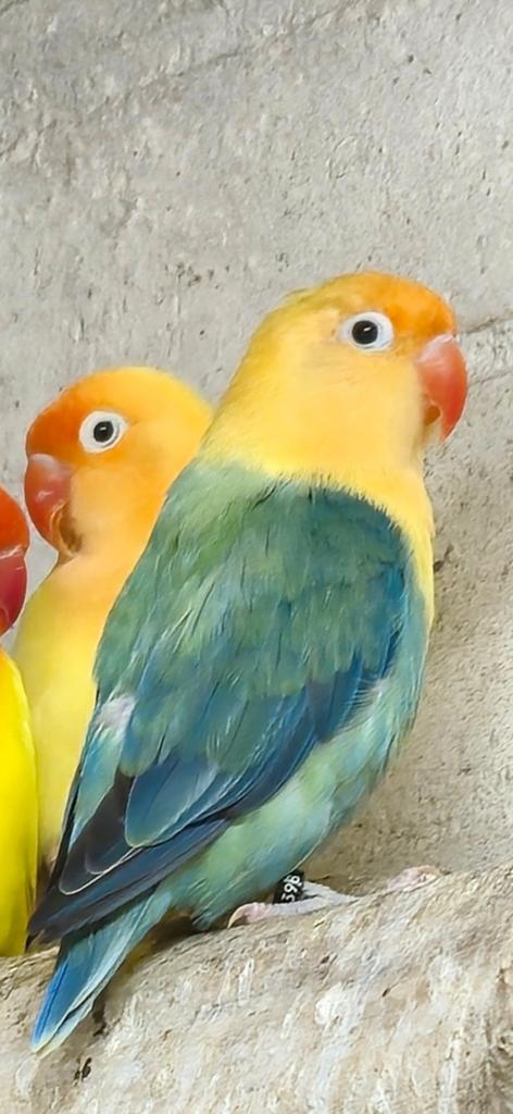 Opaline turquoise violet/dilute fischeri, Dieren en Toebehoren, Vogels | Parkieten en Papegaaien, Vrouwelijk, Dwergpapegaai of Agapornis