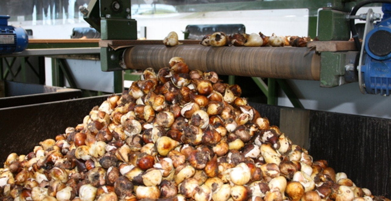 1000 tulpenbollen 150 euro gemixte kleuren, Ophalen of Verzenden, Najaar, Volle zon, Bloembol