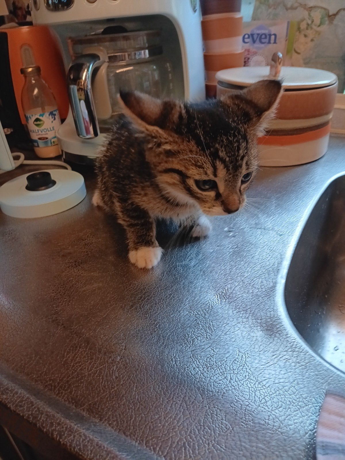 Mooie  getijgerde kitten het is een meisje haar  broertje e, Poes