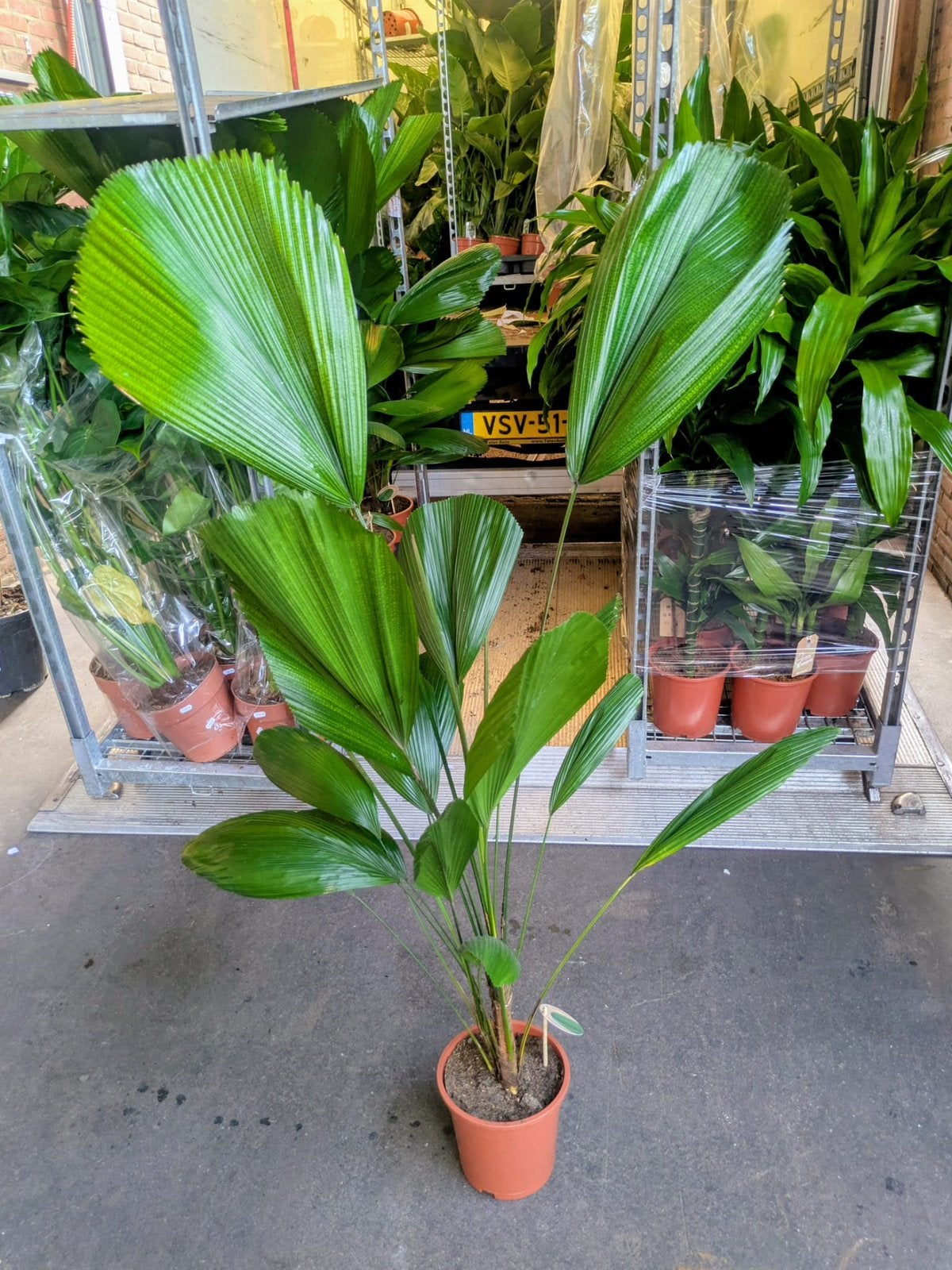 Licuala grandis 150 cm, Ophalen, Eenjarig, Overige soorten, Volle zon